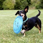 dachshund-2035700_640