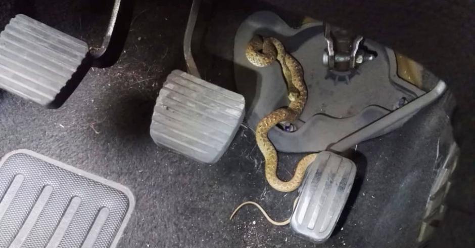 Una vecina de Alcorcón encuentra una serpiente en su vehículo