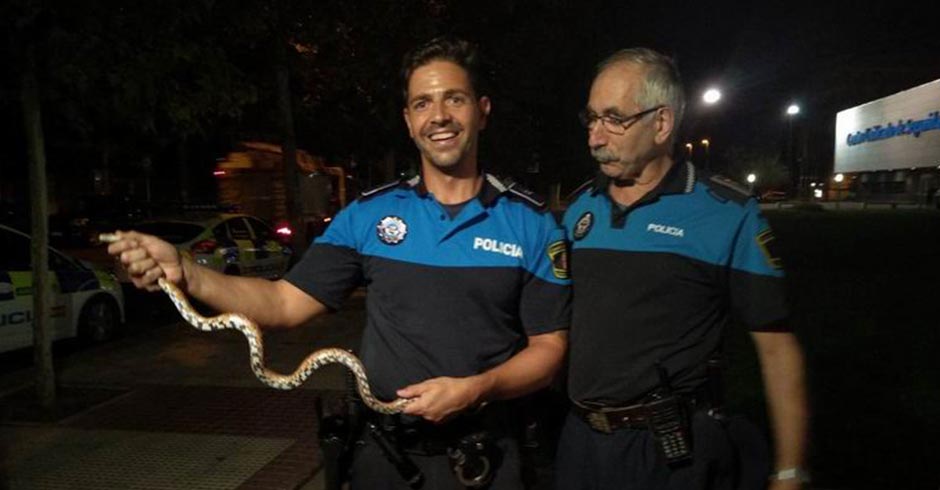 Policía Local de Alcorcón capturan una serpiente del maíz o “falsa coral” en la terraza de una vivienda.