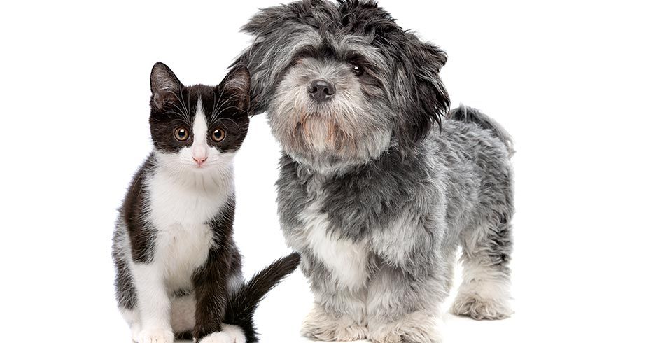 La adopción de perros y gatos
