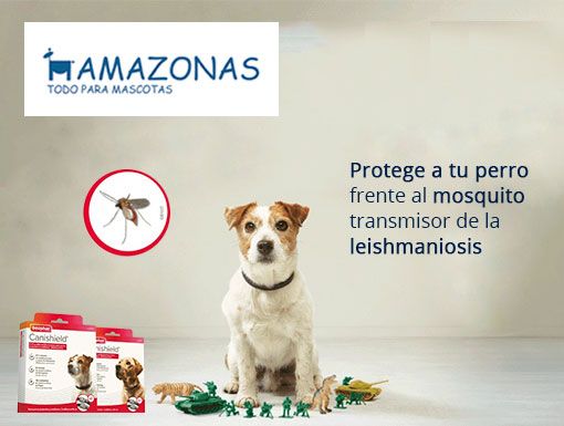 Protege a tu perro de la Leishmania