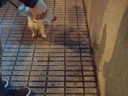 ESMASA Alcorcón inicia una campaña de limpieza en relación con las mascotas