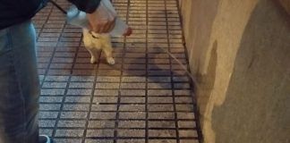 ESMASA Alcorcón inicia una campaña de limpieza en relación con las mascotas