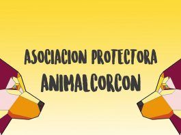Arte solidario en favor de Animal Alcorcón