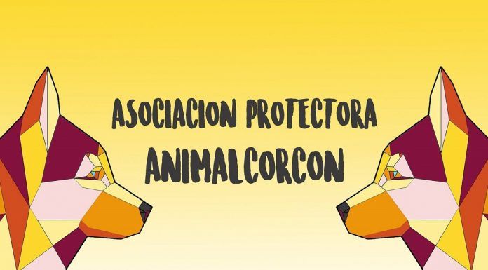 Arte solidario en favor de Animal Alcorcón