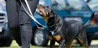 Un perro potencialmente peligroso provoca lesiones a una menor