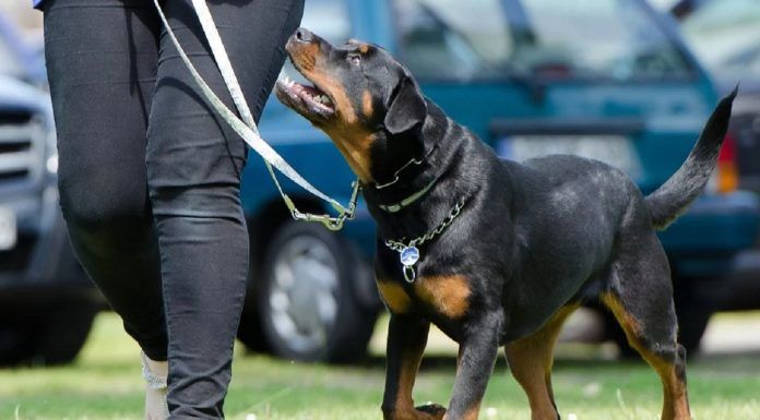 Un perro potencialmente peligroso provoca lesiones a una menor