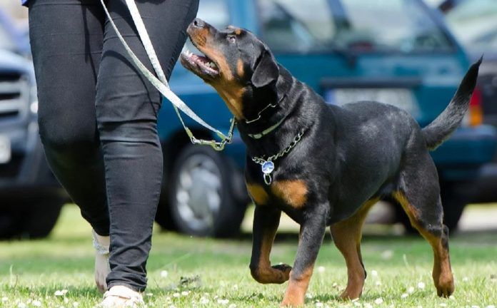 Un perro potencialmente peligroso provoca lesiones a una menor