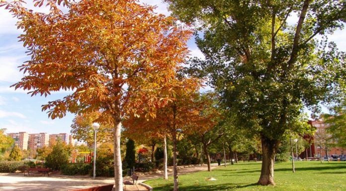Denuncian el robo de árboles recién plantados en Alcorcón