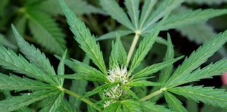 Saltarse la cuarentena para vender marihuana en Alcorcón