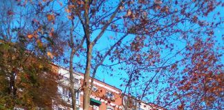 Se inicia en Alcorcón el mantenimiento de más de 75.000 árboles de la ciudad