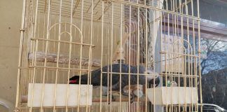 Aparece el loro robado en Alcorcón