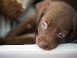 En octubre se han realizado 49 adopciones de animales en Alcorcón En octubre se han realizado 49 adopciones de animales en Alcorcón