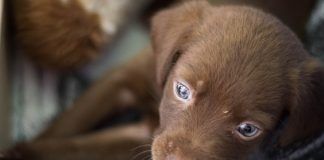 En octubre se han realizado 49 adopciones de animales en Alcorcón