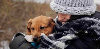 Adopción de animales online en Alcorcón