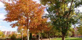 El objetivo es recuperar los árboles talados en los últimos años. 80.000 euros para la plantación de árboles en Alcorcón.