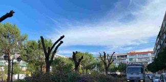 Alcorcón inmerso en plena campaña de poda