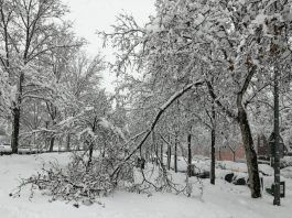 Derrumbamientos de árboles y tejados en Alcorcón
