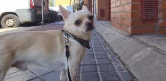 Una protectora de Alcorcón denuncia el atropello mortal de un perro