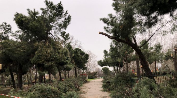 Alcorcón revisará su arbolado tras las recientes caídas de ramas y árboles