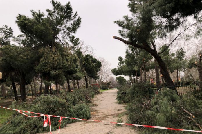Alcorcón revisará su arbolado tras las recientes caídas de ramas y árboles
