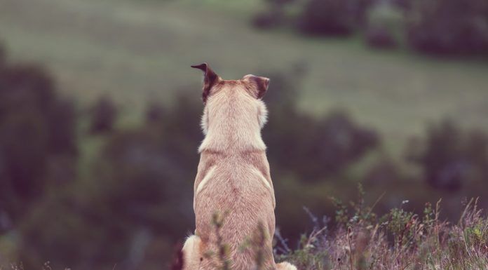 Un perro ataca a un agente de policía en Alcorcón