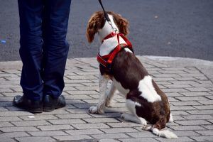 Un perro ataca a un agente de policía en Alcorcón