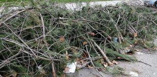 Aún quedan muchas ramas por retirar en Alcorcón