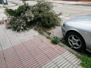 Aún quedan muchas ramas por retirar en Alcorcón
