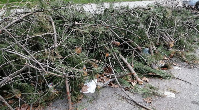Aún quedan muchas ramas por retirar en Alcorcón