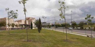 Campaña de plantación de invierno de Alcorcón 2020-2021 con 470 árboles