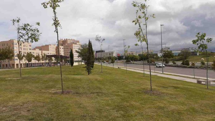 Campaña de plantación de invierno de Alcorcón 2020-2021 con 470 árboles