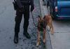 La Policía recupera un coche robado en el que habían abandonado a un perro en Alcorcón