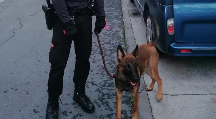 La Policía recupera un coche robado en el que habían abandonado a un perro en Alcorcón