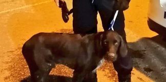 La Policía rescata a dos perros en Alcorcón