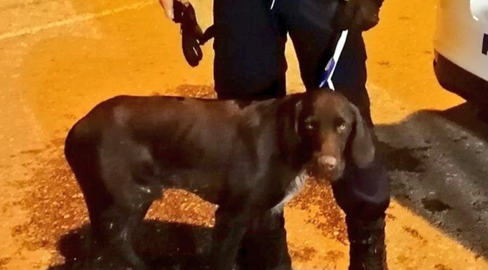 La Policía rescata a dos perros en Alcorcón