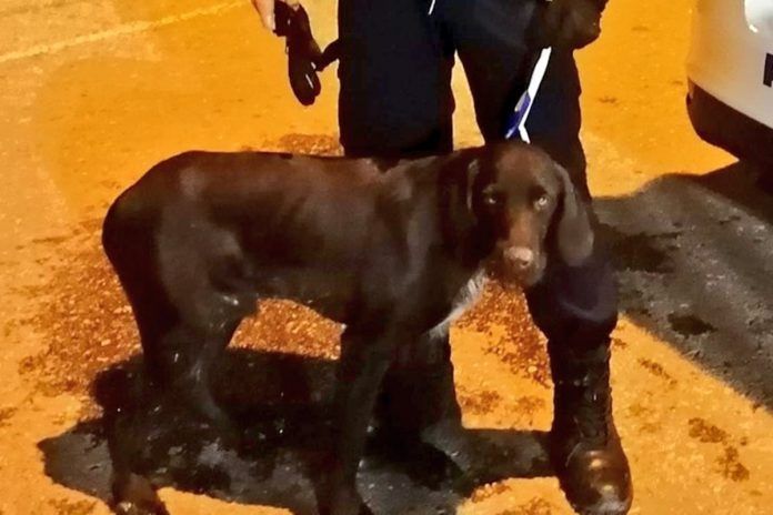 La Policía rescata a dos perros en Alcorcón