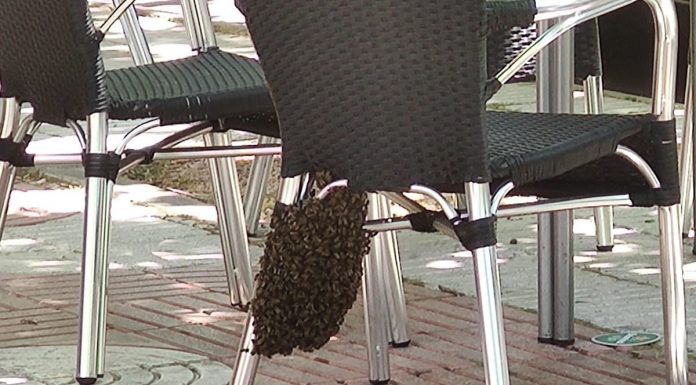 Retiran un enjambre de abejas en un bar de Alcorcón