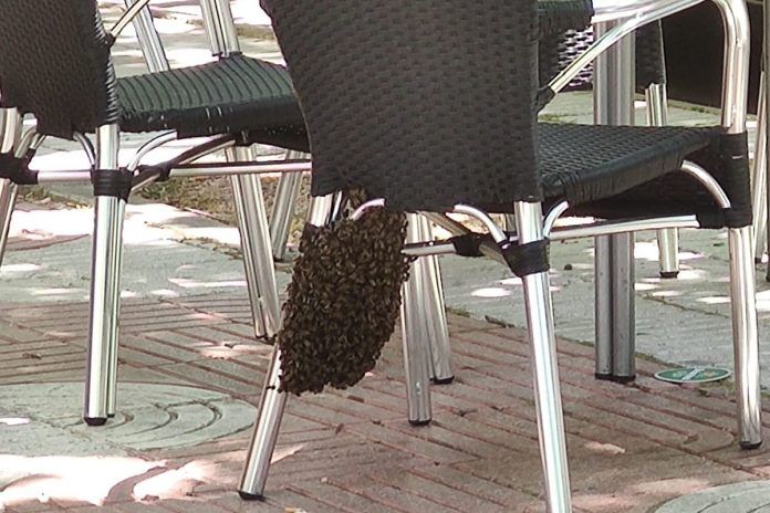 Retiran un enjambre de abejas en un bar de Alcorcón