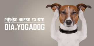 Yogadog en X-Madrid en Alcorcón el 12 y 13 de junio