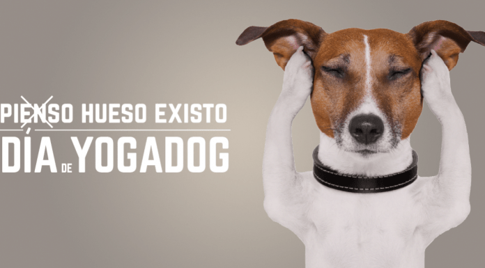Yogadog en X-Madrid en Alcorcón el 12 y 13 de junio