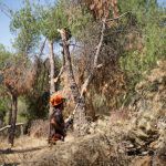Presillas prevención incendios_2