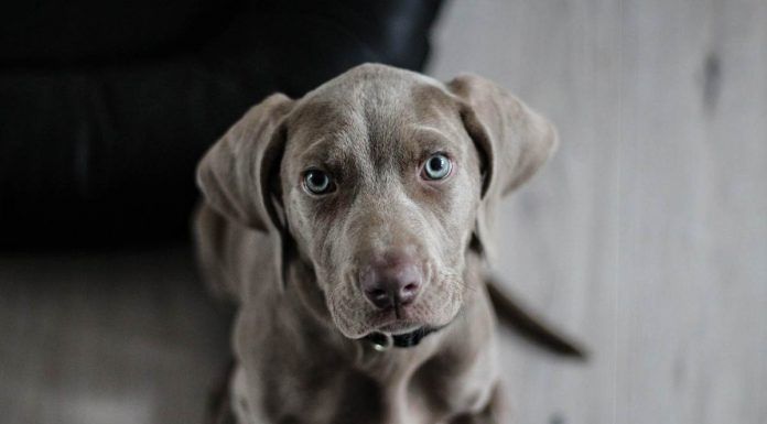 Alcorcón busca humano responsable