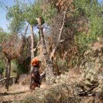 En Las Presillas de Alcorcón el fuego se apaga antes de que se produzca