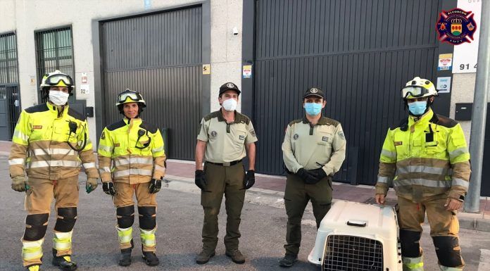 Rescatan a un buitre que estaba atrapado en Alcorcón Los animales también son protegidos por las autoridades del municipio. Rescatan a un buitre que estaba atrapado en Alcorcón