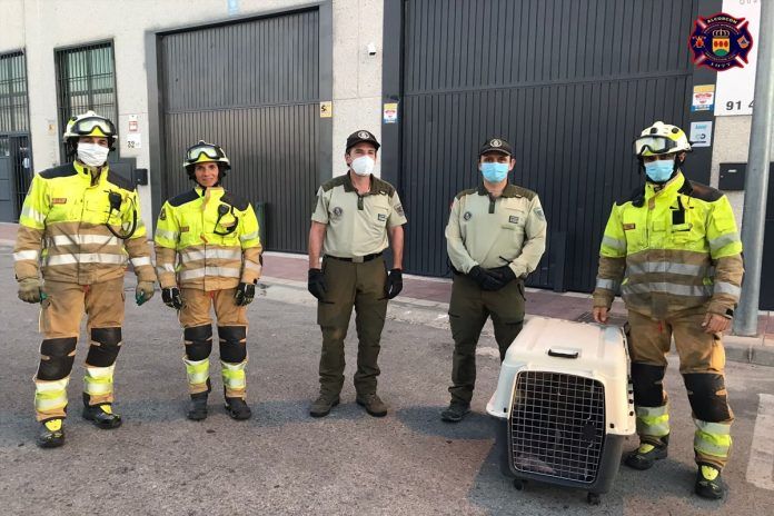  Los animales también son protegidos por las autoridades del municipio. Rescatan a un buitre que estaba atrapado en Alcorcón