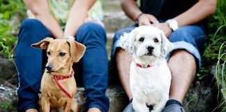 Primera feria de adopción animal en Alcorcón