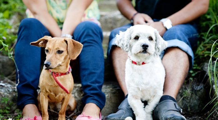 Primera feria de adopción animal en Alcorcón