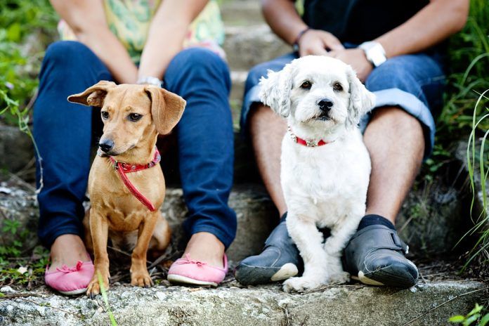 Primera feria de adopción animal en Alcorcón