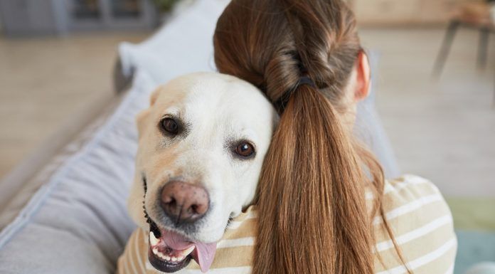 Los beneficios de tener un perro en Alcorcón Tener un perro evita la muerte prematura a los vecinos de Alcorcón